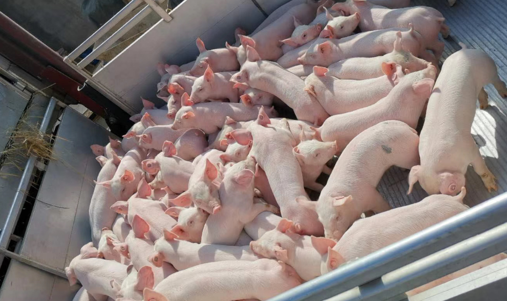 威廉希尔·williamhill(中国)中文官方网站